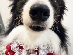 -创凡宠物医院·骨专科  猫科中心(西乡分院)