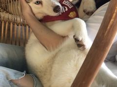 -Husky Go! 哈士奇体验馆·宠物咖啡厅狗咖