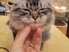 -绒爪撸猫下午茶·猫咖