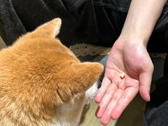 -逗柴咖啡屋·狗咖猫咖宠物桌游