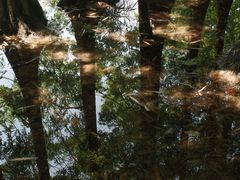 -桤木河湿地公园