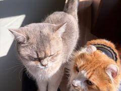 -豆逗聊愈猫阁Easy Life