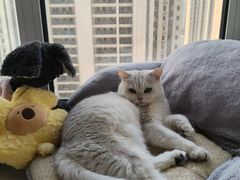 -心仪动物医院·牙专科·肿瘤·心脏科(西客站院)