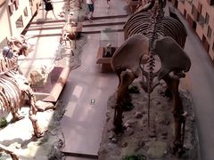 -陕西自然博物馆