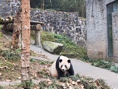 -都江堰中华大熊猫苑