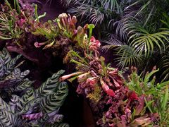 -正佳雨林生态植物园