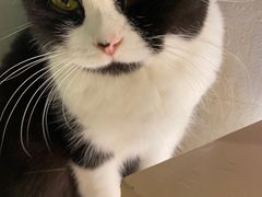 -猫儿山۰猫主题餐厅