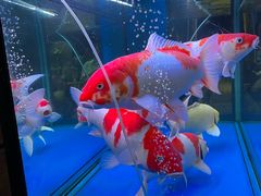 -鲤鱼塘农家山庄