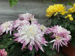 -龙大花卉苗木市场
