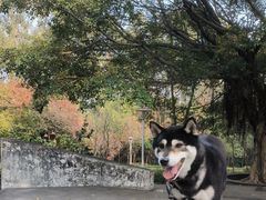 -三水森林公园