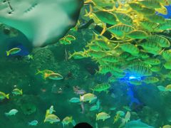 -芜湖新华联大白鲸海洋公园