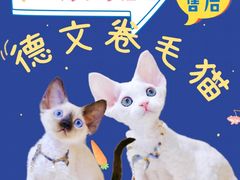 -十年猫舍·猫咪专门店(普陀店)