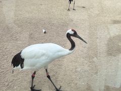 -盐城丹顶鹤湿地生态旅游区