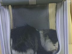-喜多萌中农锦绣动物医院24H·猫科·牙科MRI·CT