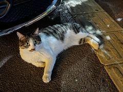 -彭大姐老店黄辣丁(新津店)