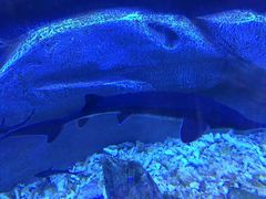 -芜湖新华联大白鲸海洋公园