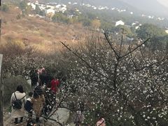 -香雪海