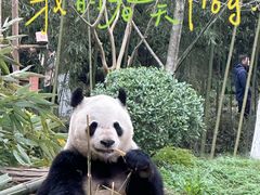 -都江堰中华大熊猫苑