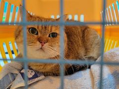 -宠颐生猫科·内科皮肤科(西平世纪城店)