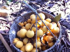 -塘栖枇杷特色园区