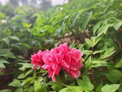 -莲花池公园
