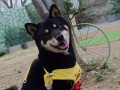 -纳吉亚猫专科动物诊疗中心(蒋宅口分院)