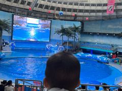 -海合安成都极地海洋公园