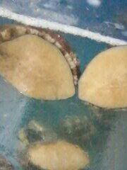 -宾朋海鲜特色美食餐厅·纯手工鲅鱼水饺(兴海路店)