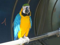 android_upload_pic-百鸟园