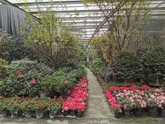 -金科花卉市场
