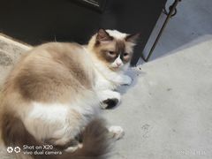 -猫色咖啡·猫咖