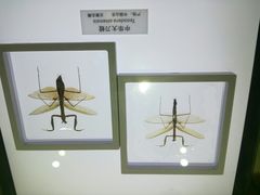 -上海昆虫博物馆