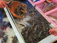 -大湾区中央湿地公园-十九涌