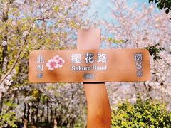 -顾村公园