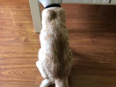 -纳吉亚猫专科动物医院博雅分院