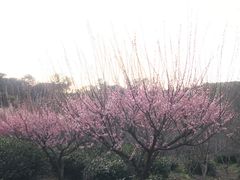 -雨花胜境