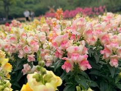 -苏州上方山国家森林公园