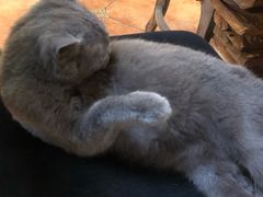 -more than meow吴止猫主题餐厅(承德 中船汇店)