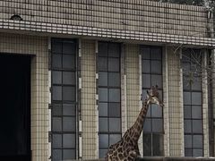 -成都动物园