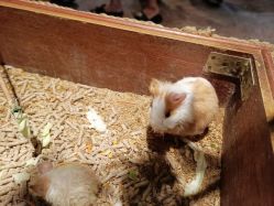 -酷嗒动物文化乐园(cutezoo西溪乐天城店)