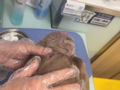 -宠福鑫康馨动物医院·骨科·眼科