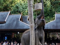 -野象谷景区