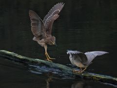 -重庆彩云湖湿地公园