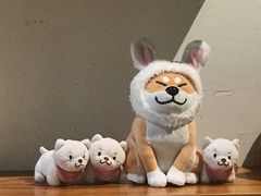 -柴务处·柴犬主题狗咖