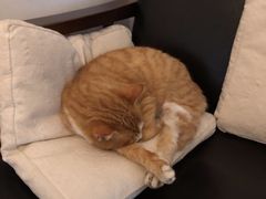-知亘茶食