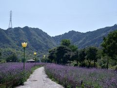 -密云玫瑰情园