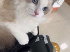 -瑞派福兴宠物医院犬猫全科·骨科·中西医结合(河东店)