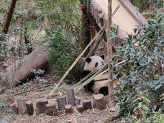 -成都大熊猫繁育研究基地