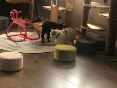 -东方名猫馆·英短金渐层布偶猫舍(环线广场1号楼店)