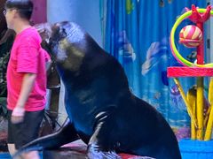 -烟台海昌鲸鲨海洋公园